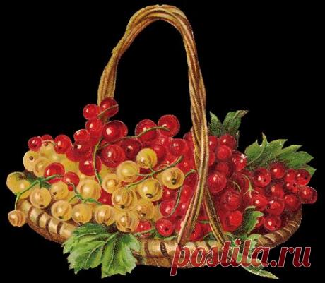 ЧТО ЗА КУСТ ТАКОЙ ДУШИСТЫЙ, ЛИСТ РЕЗНОЙ И БАРХАТИСТЫЙ?