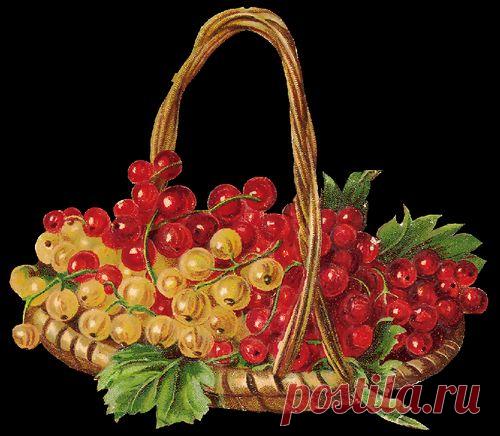 ЧТО ЗА КУСТ ТАКОЙ ДУШИСТЫЙ, ЛИСТ РЕЗНОЙ И БАРХАТИСТЫЙ?