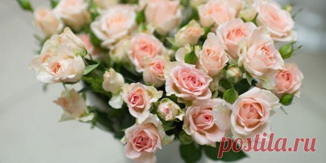 Кустовые розы - описание и название сортов с фото