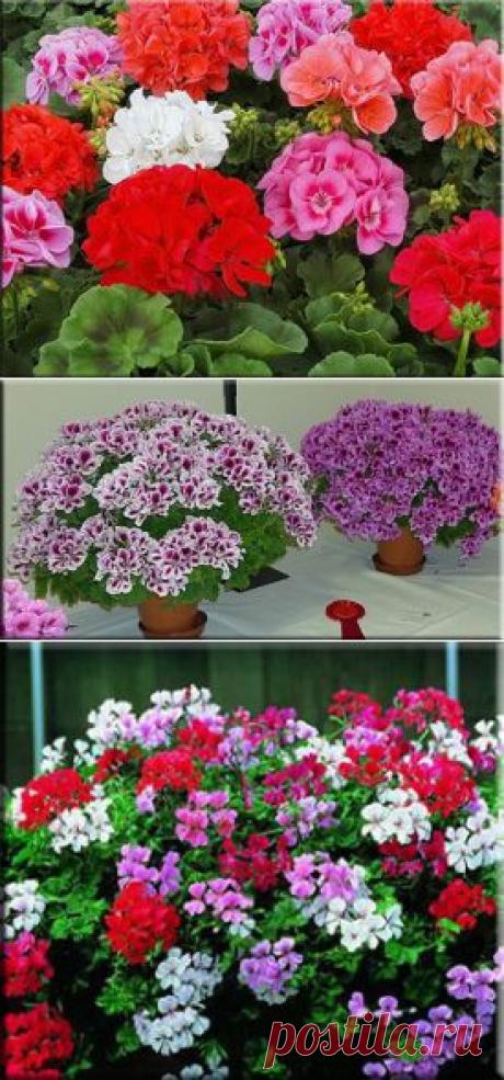 Пеларгония (Герань), (Pelargonium). Описание, виды и уход за геранью | Флористика на "Добро ЕСТЬ!"