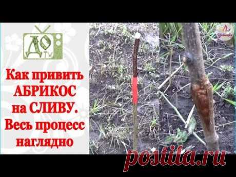 Как привить АБРИКОС на СЛИВУ. Два САМЫХ ПРОСТЫХ способа прививки НАГЛЯДНО
