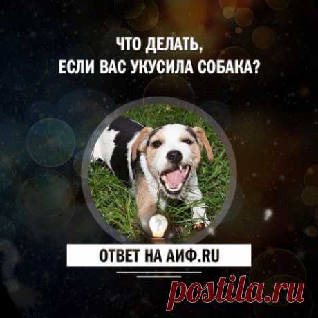 Что делать, если вас укусила собака? | Полезные инструкции от aif.ru