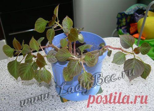 Бальзамин, или Ванька-мокрый