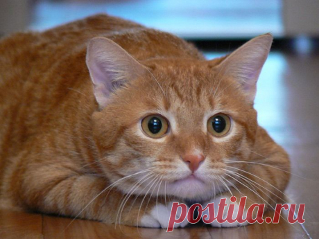 Кошкины глаза, часть 3