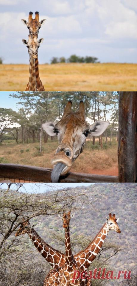 Эти фотографии Вы точно не видели! Работы конкурса Comedy Wildlife Photography Awards — Фотоискусство