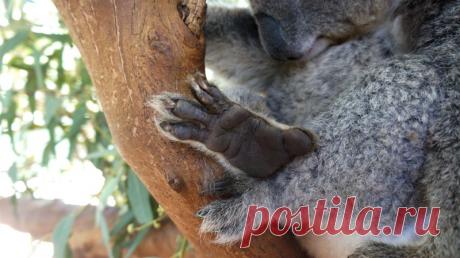 Достоверные факты, в которые трудно поверить — Наука и жизнь