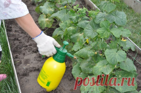 Дрожжевая подкормка для огурцов - лучшее удобрение для роста и завязи растений! | Любимая Дача |