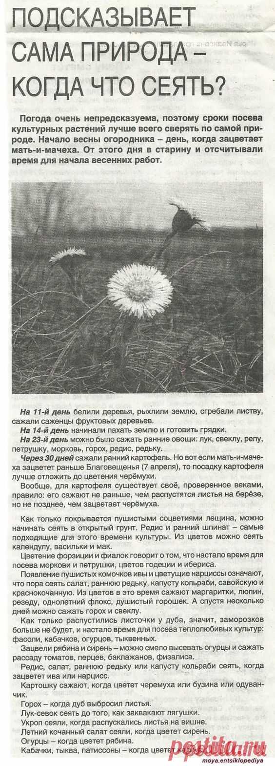 идеи для сада