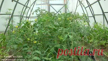ТОЛЬКО ПОСЛЕ ЭТОГО СРЕДСТВА ТОМАТОВ ЗАВЯЖЕТСЯ В 10 РАЗ БОЛЬШЕ!СУПЕР ПОДКОРМКА!!!
