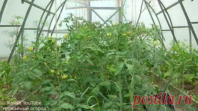 ТОЛЬКО ПОСЛЕ ЭТОГО СРЕДСТВА ТОМАТОВ ЗАВЯЖЕТСЯ В 10 РАЗ БОЛЬШЕ!СУПЕР ПОДКОРМКА!!!