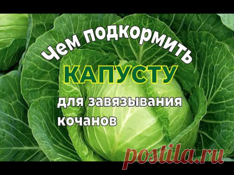 ЧЕМ ПОДКОРМИТЬ КАПУСТУ В ИЮЛЕ ДЛЯ ЗАВЯЗЫВАНИЯ КОЧАНОВ.