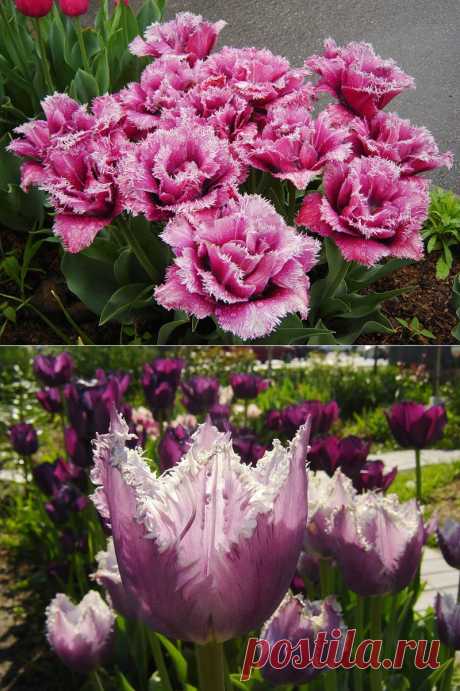 Тюльпаны: посадка и выращивание в саду, сорта, борьба с вредителями и болезнями | Самоцветик