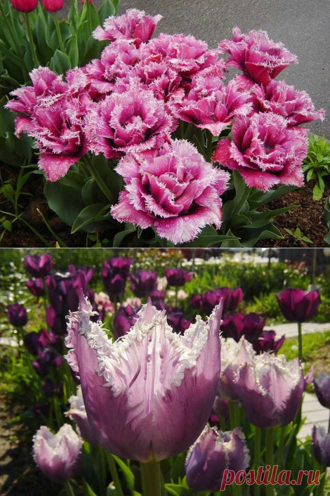 Тюльпаны: посадка и выращивание в саду, сорта, борьба с вредителями и болезнями | Самоцветик