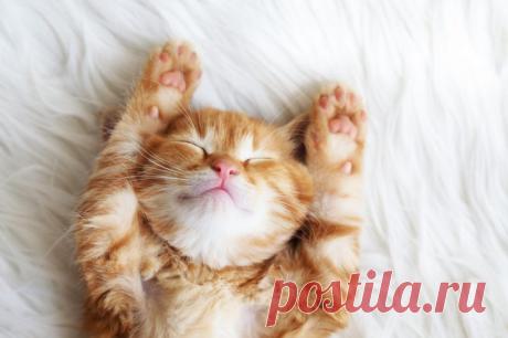 Картинки про сон (40 фото) ⭐ Забавник