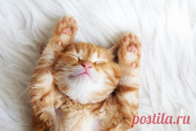 Картинки про сон (40 фото) ⭐ Забавник