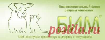 Как и чем правильно кормить котят и кошек