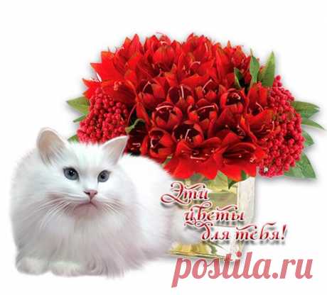 БЕСПЛАТНЫЕ МЕРЦАЮЩИЕ ОТКРЫТКИ И ПЛЕЙКАСТЫ
Jackson RR1