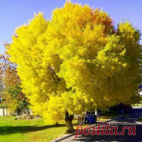 (11) Одноклассники. МИМОЗА ЦВЕТЕТ.