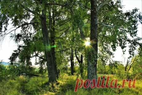 Солнце в тополях)))☀🌳☀🌳🌞