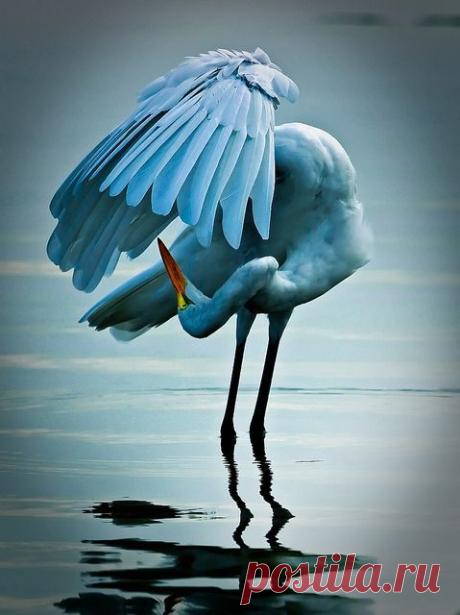 Dancing Egret by Craig ONeal | ~Birds~