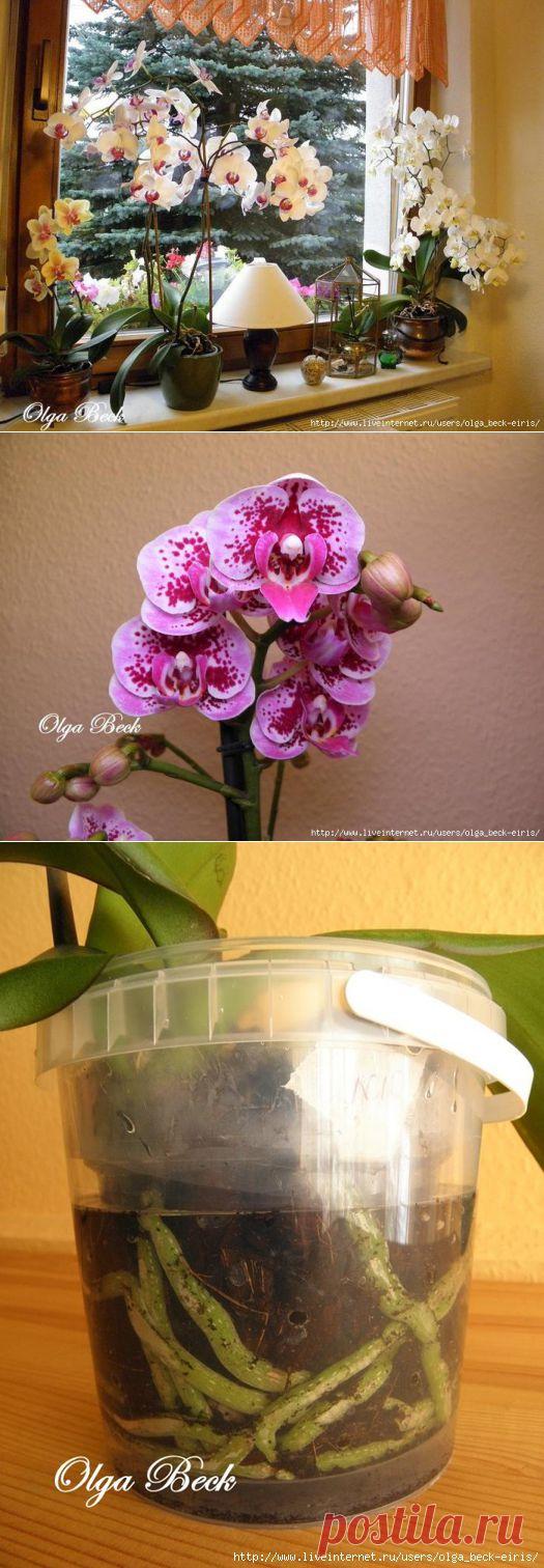 Орхидеи Фаленопсис (Phalaenopsis). Полив. Когда нужно поливать орхидею..