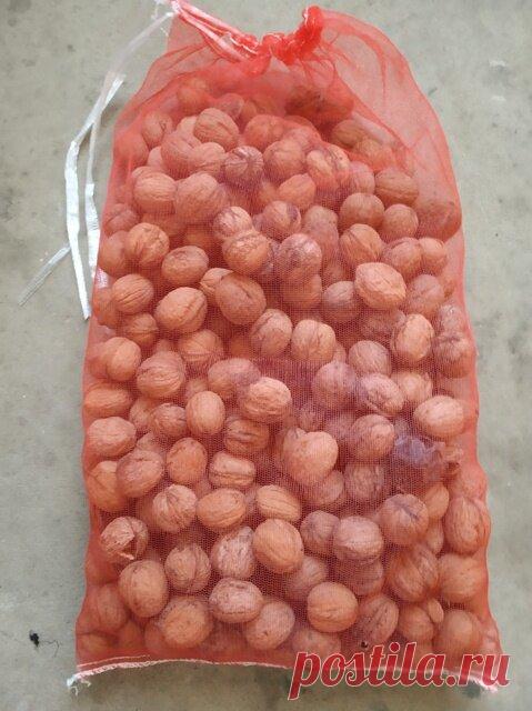 Грецкий орех: как я открыл сезон охоты | Дом с огородом в пригороде | Яндекс Дзен
Дерево жизни или желудь богов - так называют грецкий орех.
Вообще грецкий орех - одно из самых долгоживущих деревьев, обитающих в Средней полосе - 40-60 лет.