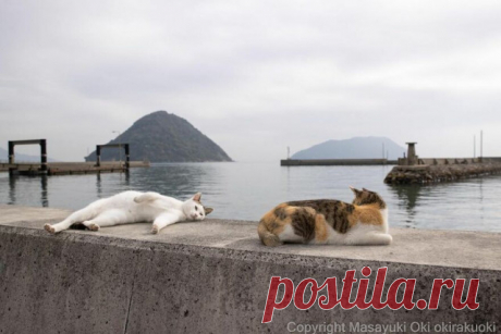 Японские уличные кошки в фотографиях Масаюки Оки