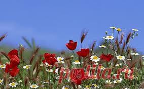 Ходжа Насреддин — фольклорный персонаж мусульманского Востока и некоторых народов Средиземноморья и Балкан, герой коротких юмористических и сатирических миниатюр и анекдотов, а иногда и бытовых сказок.