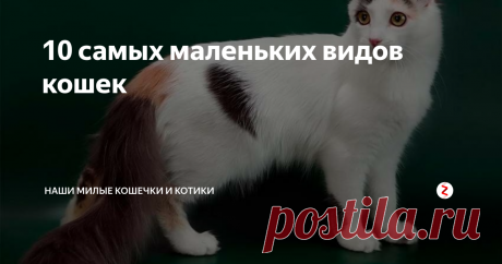 10 самых маленьких видов кошек 10. Американский керл.
Это кошечка примечательна своей формой ушей.Рождается она с обычной формой ушей,но уже через неделю,они начинают скручиваться.Эта порода кошек любит внимание.Вес у взрослой кошки всего 4,5 кг.Так же американский керл является одной из дорогих пород кошек.
9) Бамбино.
У этой породы кошек вытянутое туловище и коротенькие лапки.Весит взрослая кошка этой породы около 4 кг.