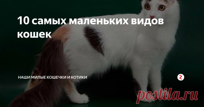 10 самых маленьких видов кошек 10. Американский керл.
Это кошечка примечательна своей формой ушей.Рождается она с обычной формой ушей,но уже через неделю,они начинают скручиваться.Эта порода кошек любит внимание.Вес у взрослой кошки всего 4,5 кг.Так же американский керл является одной из дорогих пород кошек.
9) Бамбино.
У этой породы кошек вытянутое туловище и коротенькие лапки.Весит взрослая кошка этой породы около 4 кг.