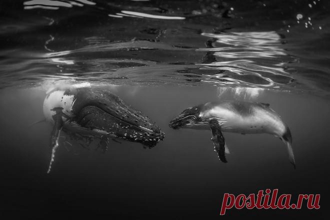 Удивительный водный мир — Мания.инфо