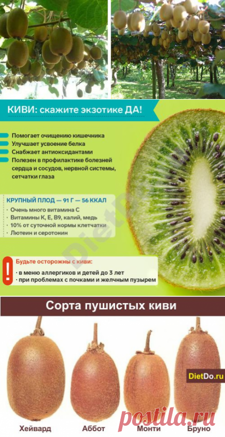 Киви: польза и вред для организма, как правильно есть, выбрать спелые и хранить. Грамотные обзоры пользы и вреда продуктов от DietDo.ru!