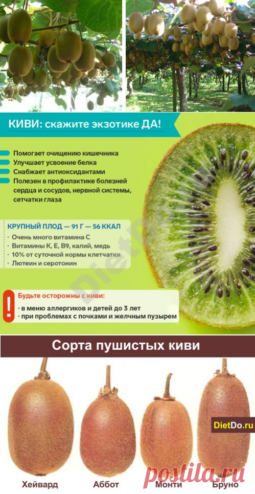Киви: польза и вред для организма, как правильно есть, выбрать спелые и хранить. Грамотные обзоры пользы и вреда продуктов от DietDo.ru!
