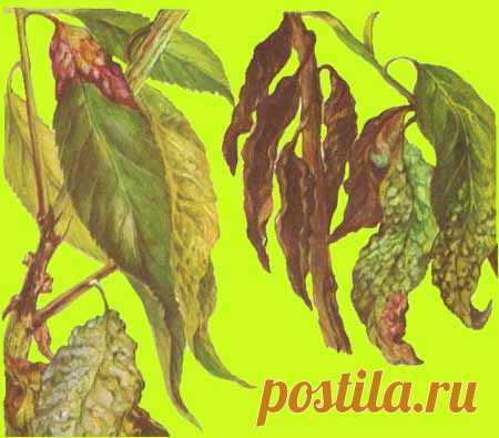 Как лечить курчавость листьев персика