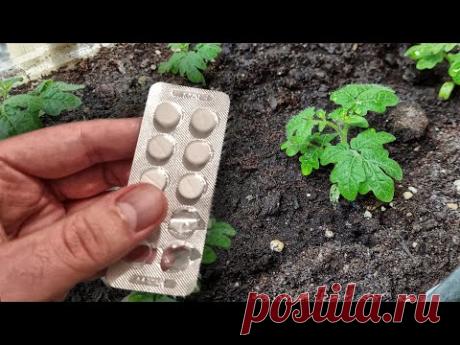 1 Таблетка из аптеки заменит вам все удобрения для рассады! Об этом все должны знать