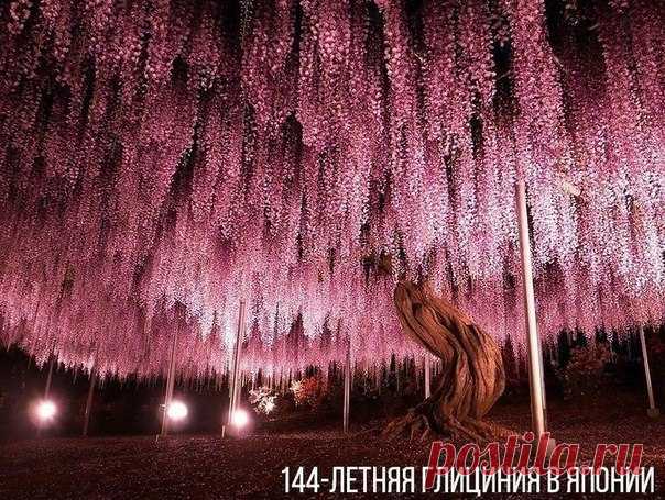 Япония