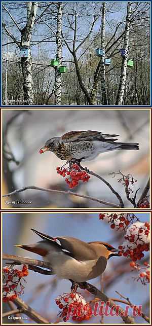 Птицы в саду | Дачная жизнь - сад, огород, дача