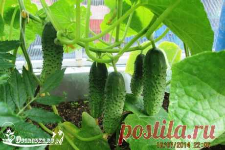 Сорт огурцов Герман F1 - выращивание, особенности + фото