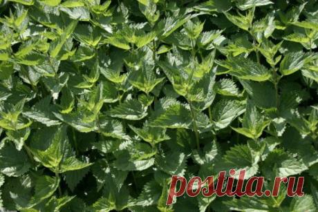 10 травяных чаев в помощь худеющим.