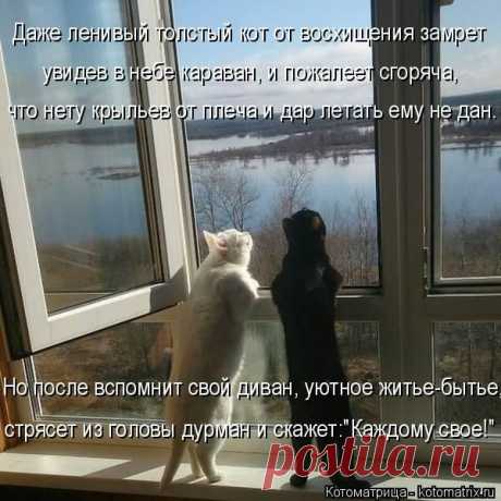 Лучшие котоматрицы за прошедшую неделю / Питомцы