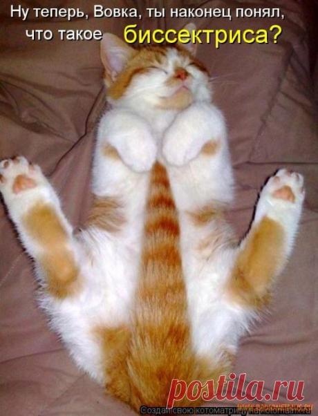 Уфф!!! Ну наконец-то! Котоматрицы великолепные, каждая с улыбкой и хорошим настроением!