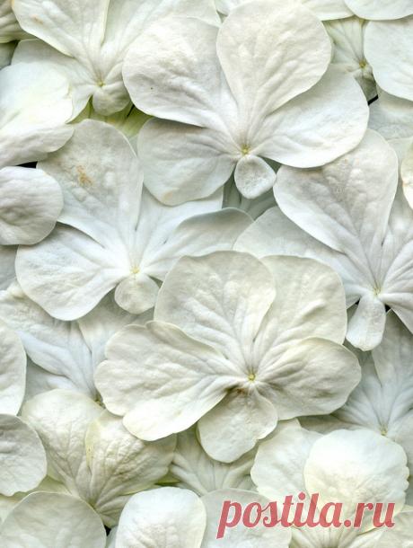 white flowers