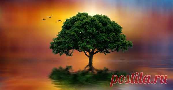 Гороскоп друидов: деревья (камни, цветы, животные) по дате рождения + их соответствие знакам зодиака