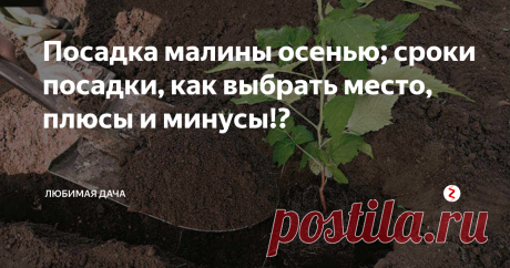Посадка малины осенью; сроки посадки, как выбрать место, плюсы и минусы!? Осень – самое благоприятное время для подготовки к посадочным работам на участке. Малина – замечательный фрукт, который дачники с удовольствием высаживают у себя в огороде. Я тоже люблю малину, но для более богатого урожая работы по пересадке и рассаживанию нужно выполнять именно осенью.
Осенняя посадка малины: преимущества и некоторые рекомендации
Я хочу поделиться с вами советами о том, как и ко