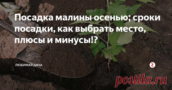 Посадка малины осенью; сроки посадки, как выбрать место, плюсы и минусы!? Осень – самое благоприятное время для подготовки к посадочным работам на участке. Малина – замечательный фрукт, который дачники с удовольствием высаживают у себя в огороде. Я тоже люблю малину, но для более богатого урожая работы по пересадке и рассаживанию нужно выполнять именно осенью.
Осенняя посадка малины: преимущества и некоторые рекомендации
Я хочу поделиться с вами советами о том, как и ко
