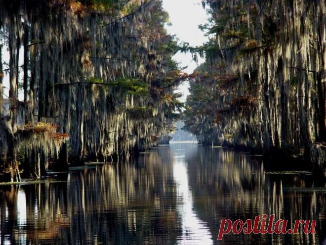 Долина кипарисов в Техасе | ТАЙНЫ ПЛАНЕТЫ ЗЕМЛЯ