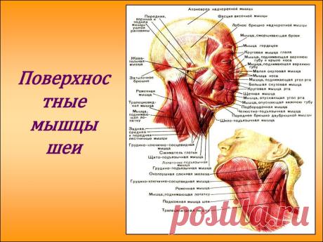 мышцы шеи фото - Поиск в Google
