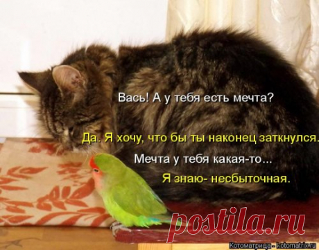 Лучшая котоматрица недели