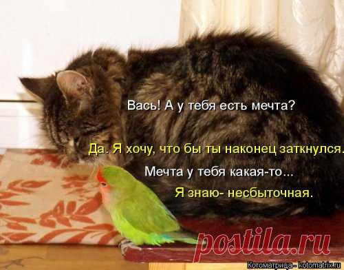 Лучшая котоматрица недели