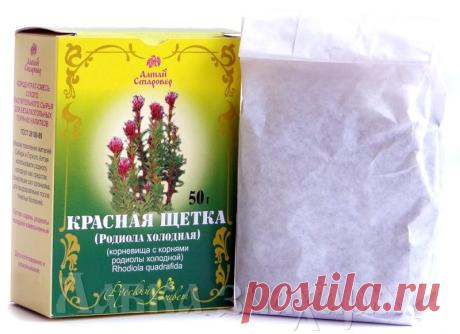 Красная щетка (родиола холодная) купить · Алтай-Старовер